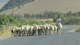 موالون يستنكرون مقترح حصر استغلال المراعي