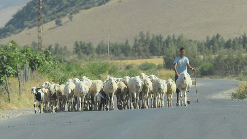 موالون يستنكرون مقترح حصر استغلال المراعي