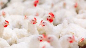 Les prix du poulet baissent à l’approche du Mawlid Ennabaoui