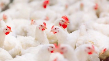 Les prix du poulet baissent à l’approche du Mawlid Ennabaoui