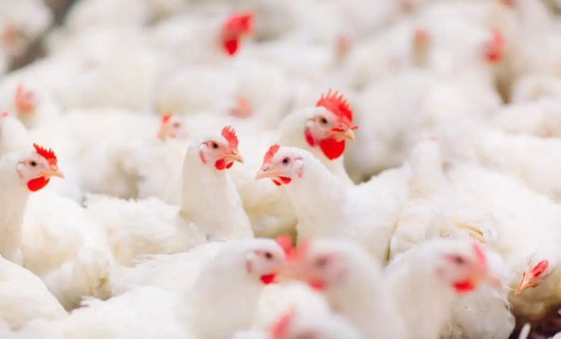 Les prix du poulet baissent à l’approche du Mawlid Ennabaoui