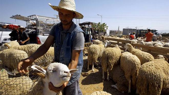 جمعية الموالين تستنكر مطالب منعها من الرعي في بني عباس