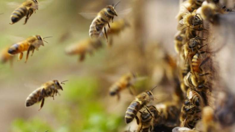 بالفيديو.. التفاف 10 آلاف نحلة حول عنق امرأة في عرض مذهل!