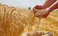Algeria Buys Up to 720,000 Tonnes of Wheat in International Tender