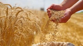 غرداية: إنتاج قرابة 58 ألف قنطار من الحبوب في الموسم الفلاحي الحالي