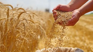 Algeria Buys Up to 720,000 Tonnes of Wheat in International Tender