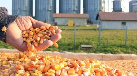 هكذا تم التلاعب بـ162 ألف طن من الذرة المستوردة في المسيلة