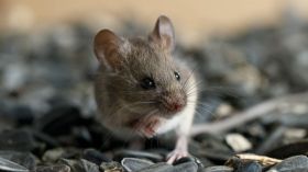 انفجار منزل ووفاة طفلين بسبب فأر!