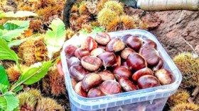 القسطل أو الكستناء مكسرات ليالي الشتاء