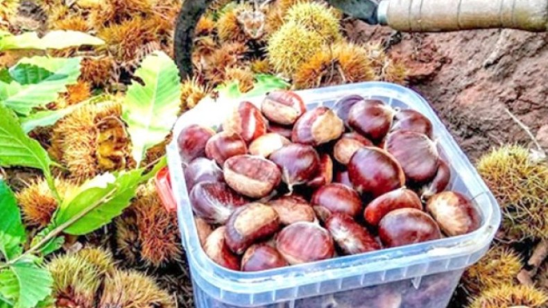 القسطل أو الكستناء مكسرات ليالي الشتاء