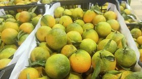 تسويق المحاصيل الزراعية قبل نضجها تهديد لصحة الجزائريين!