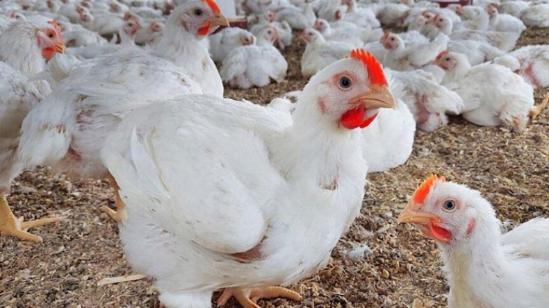 تعديل قانوني يسمح بتقليص وزن الدجاج المُوجه للاستهلاك