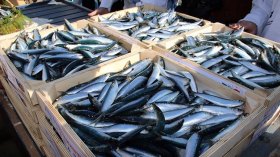 بيعٌ تضامني للأسماك عبر نقاط غرفة الصيد البحري