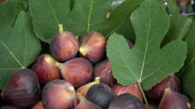 فوائد مذهلة للتين تعرف عليها