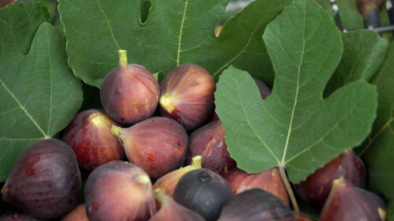 فوائد مذهلة للتين تعرف عليها