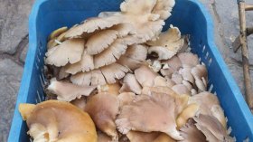 “الترفاس” و”الفطر” يعودان بقوة.. وتحذيرات من أنواع سّامة