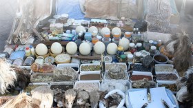 السحر بالحيوانات .. زهري مسجون في فم كلب