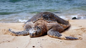 حادثة نادرة في الجزائر.. سلحفاة البحر تبيض في أحد شواطئ العاصمة