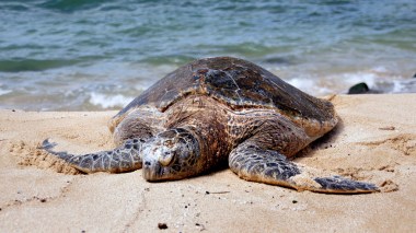 حادثة نادرة في الجزائر.. سلحفاة البحر تبيض في أحد شواطئ العاصمة