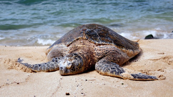 حادثة نادرة في الجزائر.. سلحفاة البحر تبيض في أحد شواطئ العاصمة
