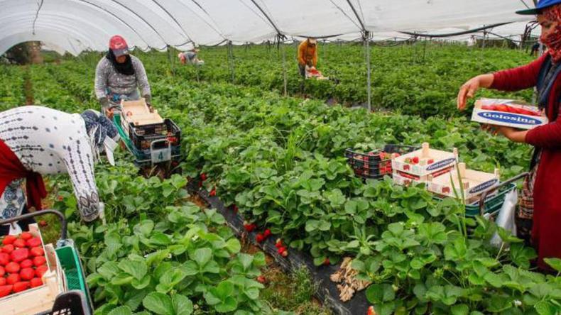إسبانيا.. تفكيك عصابة باعت عمالا “مغاربة” لأصحاب المزارع