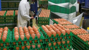Nouveaux oeufs retirés de toute la France