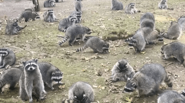 (Vidéo)Sa maison assiégée par 100 ratons laveurs, une femme fait appel à la police