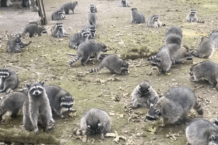 (Vidéo)Sa maison assiégée par 100 ratons laveurs, une femme fait appel à la police