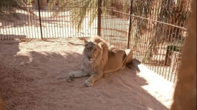 الدرك الوطني يحجز أسدًا إفريقيًا بغرداية