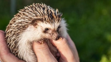 Toucher cet animal peut vous coûter 150 000 € d’amende et une peine de prison!