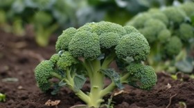 6 فوائد غذائية للبروكلي