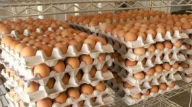 “ماغرو” تخصص نقاط بيع بالجملة لمادة البيض