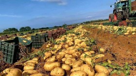 دعوات إلى تنظيم عمليات توزيع البطاطا في السوق