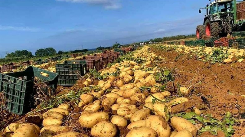 دعوات إلى تنظيم عمليات توزيع البطاطا في السوق