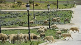 الأمطار فأل خير.. وعلينا التخطيط لضبط سوق الأضاحي
