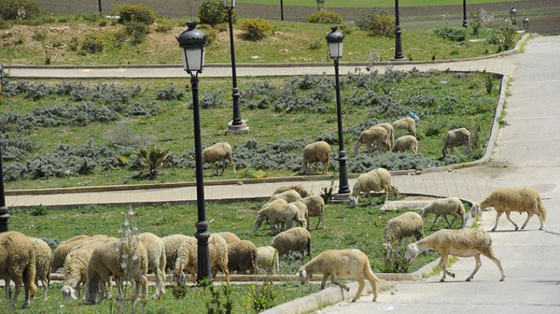 الأمطار فأل خير.. وعلينا التخطيط لضبط سوق الأضاحي