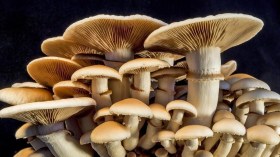 تكوين شباب جزائري في زراعة الفطريات محليا