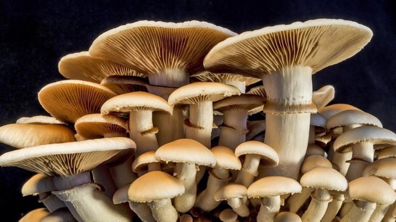 تكوين شباب جزائري في زراعة الفطريات محليا