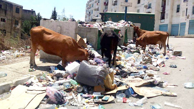 ماشية وأبقار وماعز “تغزو” المحيط العمراني