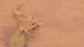 كائنات من عصر الديناصورات تظهر في ولاية بشار بعد أمطار غزيرة