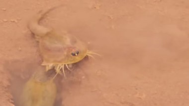 كائنات من عصر الديناصورات تظهر في ولاية بشار بعد أمطار غزيرة