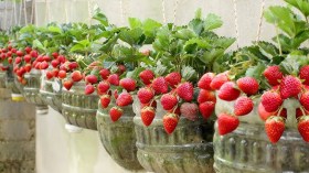 الزراعة في بيوت الجزائريين.. خطوة نحو التوازن البيئي