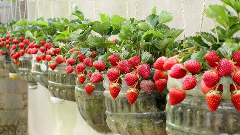 الزراعة في بيوت الجزائريين.. خطوة نحو التوازن البيئي