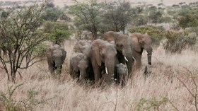 La population d’éléphants d’Afrique a diminué de 77% au cours des 50 dernières années