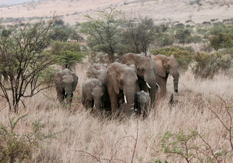 La population d’éléphants d’Afrique a diminué de 77% au cours des 50 dernières années