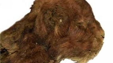 Sibérie: Découverte d’un chat à dents de sabre momifié, vieux de 35 000 ans