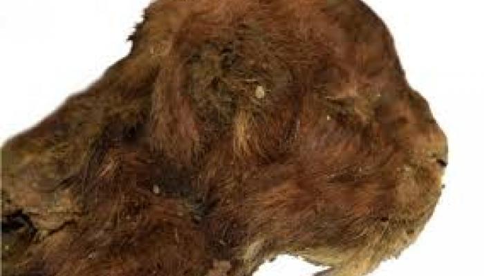 Sibérie: Découverte d’un chat à dents de sabre momifié, vieux de 35 000 ans