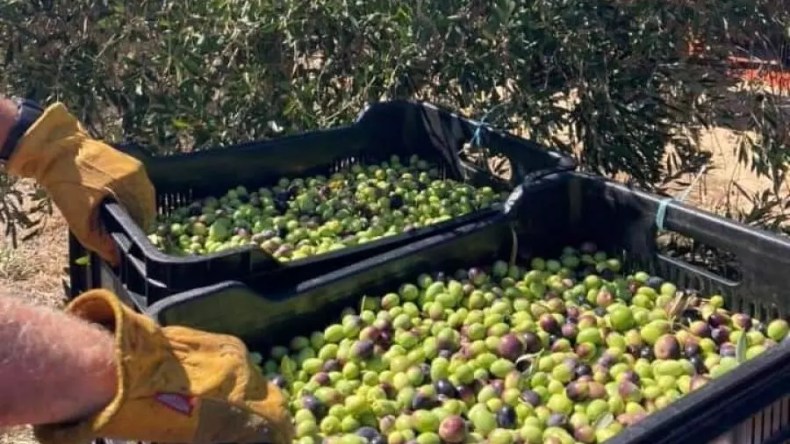 فلاحة: توقع إنتاج أكثر من 317 ألف قنطار من الزيتون بتلمسان