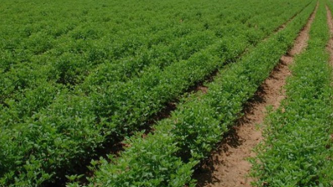 تسوية عقود أكثر من نصف مليون هكتار لفائدة الفلاحين