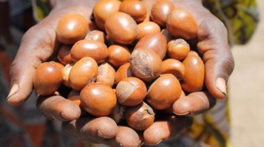 Du biodiesel produit à partir de la noix de karité